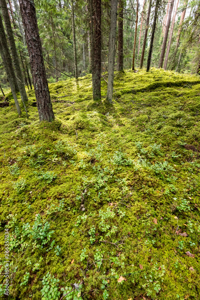 Fototapeta premium pine tree forest ground covered in moss