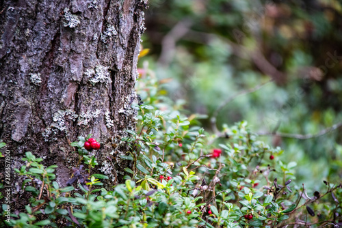 Bilde på lerret red lingonberry cranberries growing in moss in forest