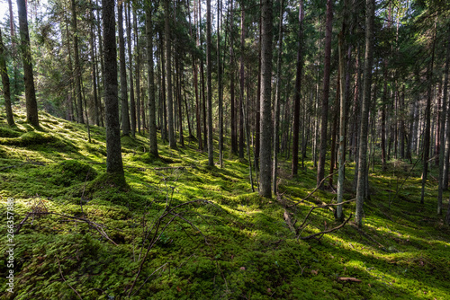 Fototapeta Naklejka Na Ścianę i Meble -  pine tree forest ground covered in moss