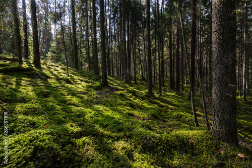 pine tree forest ground covered in moss