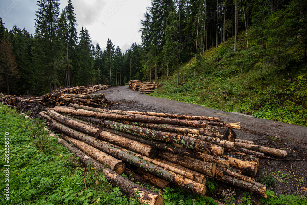 forester works, wood logs in large big piles near forest