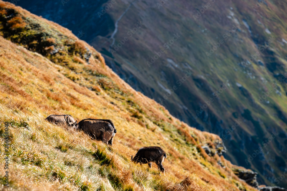 wild goats resting and feeding in mountain pastures wild goats resting and feeding in mountain pastures