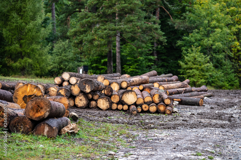 forester works, wood logs in large big piles near forest forester works, wood logs in large big piles near forest