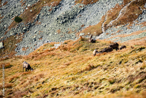 wild goats resting and feeding in mountain pastures