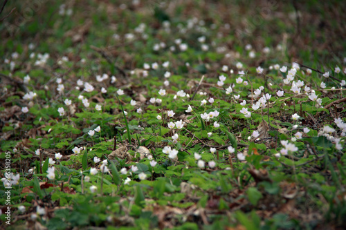 White small anemone flowers background