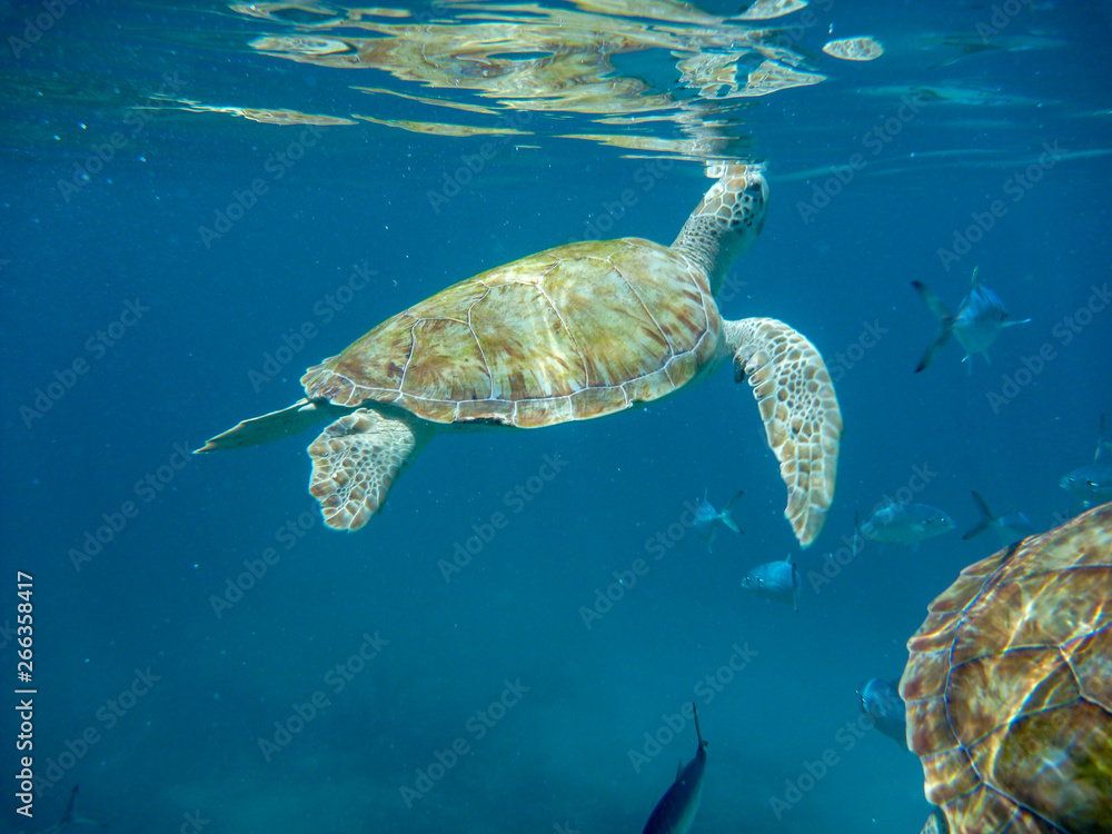 Obraz premium An underwater view of a green turtle (Chelonia mynas) in the Caribbean Sea, Barbados