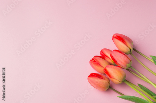 Fototapeta Naklejka Na Ścianę i Meble -  Spring tulip flowers on pink background top view in flat lay style. Greeting for Womens or Mothers Day.