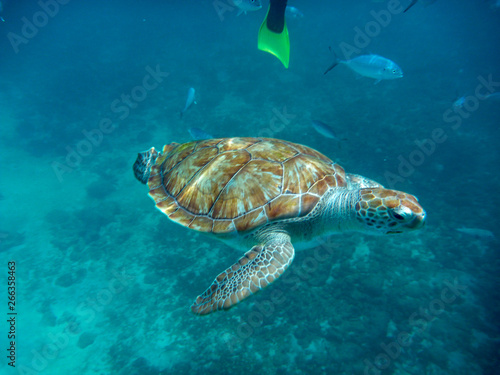 An underwater view of a green turtle  Chelonia mynas  in the Caribbean Sea  Barbados