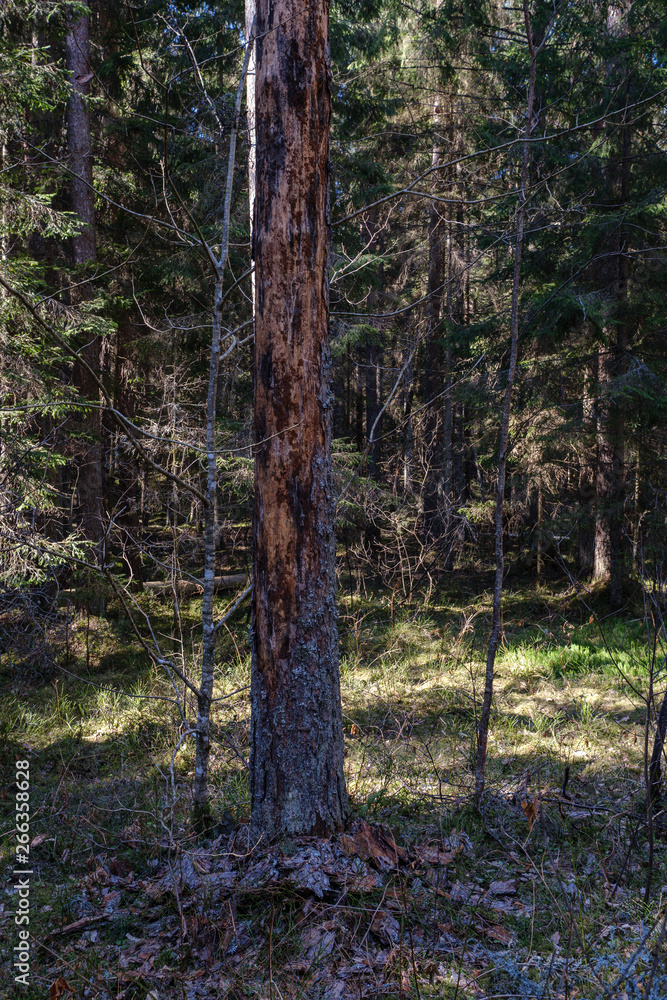 Obraz premium dry tree trunks in forest spring
