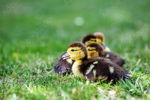 Little ducklings on the grass. Copy space. The concept of pets, farm, farming photo