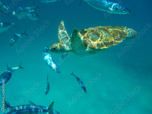An underwater view of a green turtle (Chelonia mynas) in the Caribbean Sea, Barbados © Mark Hunter