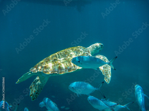 Fototapeta Naklejka Na Ścianę i Meble -  An underwater view of a green turtle (Chelonia mynas) in the Caribbean Sea, Barbados
