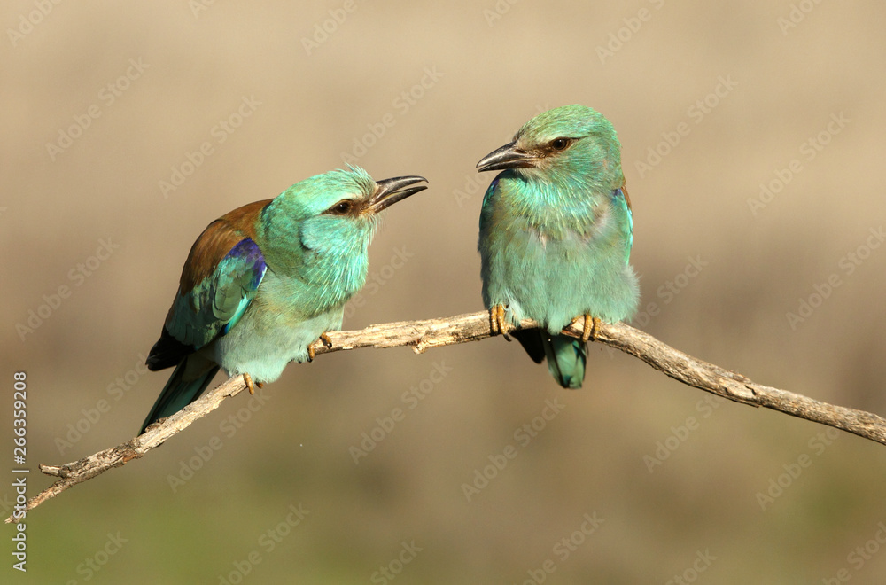 Fototapeta premium Coracias garrulus. European roller