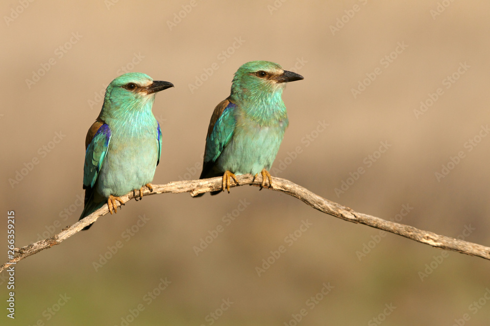 Coracias garrulus. European roller Coracias garrulus. European roller