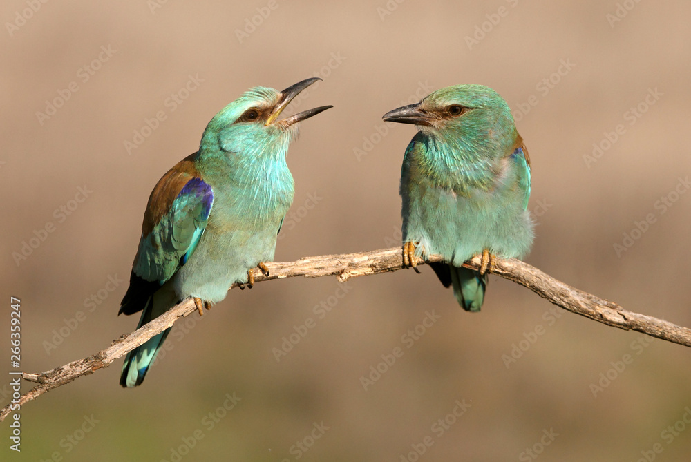 Fototapeta premium Coracias garrulus. European roller