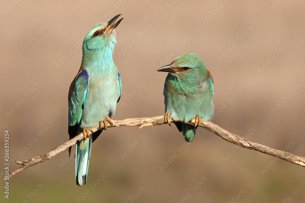 Fototapeta premium Coracias garrulus. European roller
