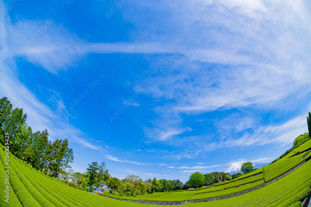 Fototapeta premium 静岡県富士市 大淵笹場の茶畑 魚眼レンズ