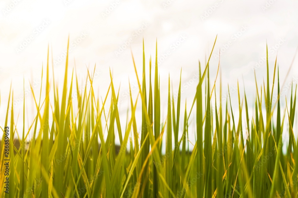 the long grass in the morning light background