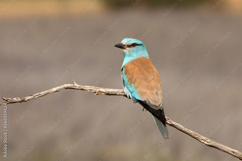 Coracias garrulus. European roller Coracias garrulus. European roller