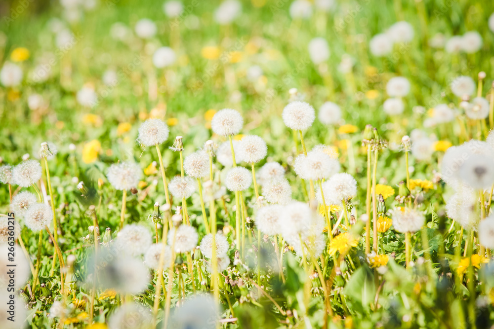 Summer dandelion flowers and fuzz  field 