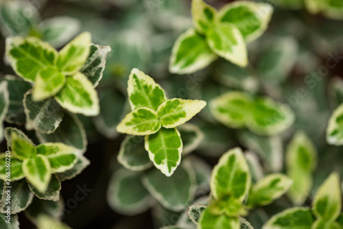 Defocused floral background with leaves