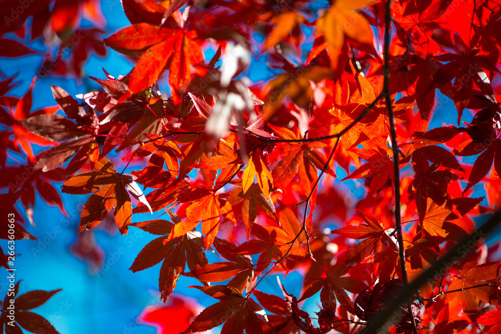 Red maple leaves on tree show nature background Red maple leaves on tree show nature background