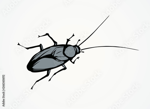 Cockroach. Vector drawing © Marina