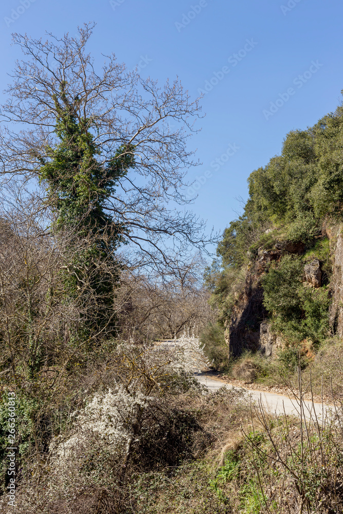 The rural road and trees (Greece, Peloponnese). The rural road and trees (Greece, Peloponnese).