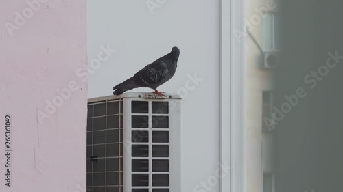 Pigeon sitting on the air conditioner on the wall of the house