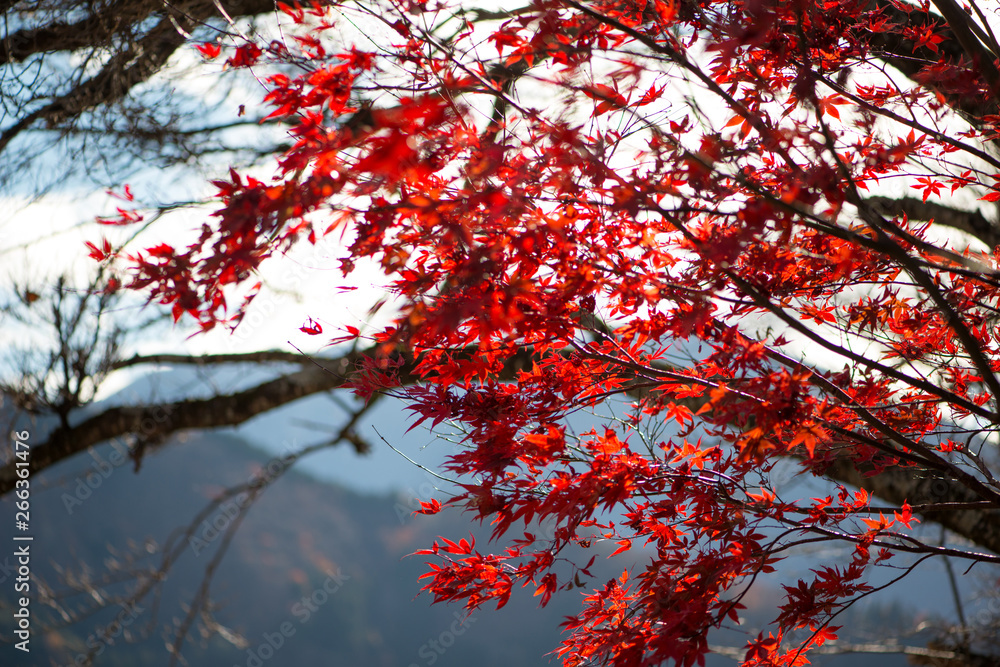 Red maple leaves on tree Red maple leaves on tree