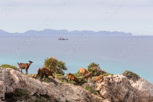 Herd of goats at the mediterranean coast line of Mallorca