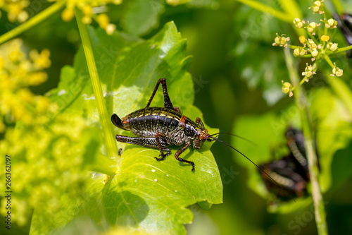 The grasshopper (Poecilimon paros) sitting on a plant close-up photo