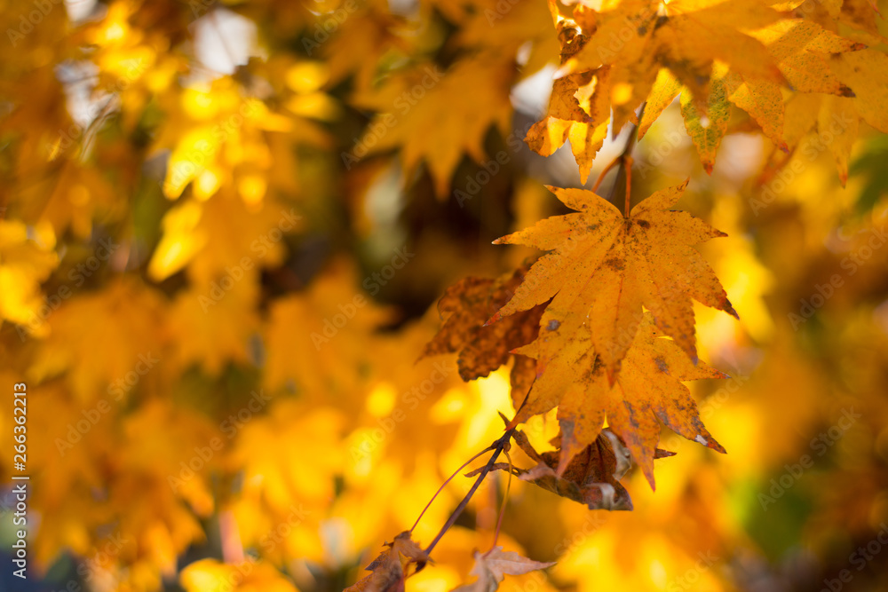 Maple leaves on tree show nature concept Maple leaves on tree show nature concept