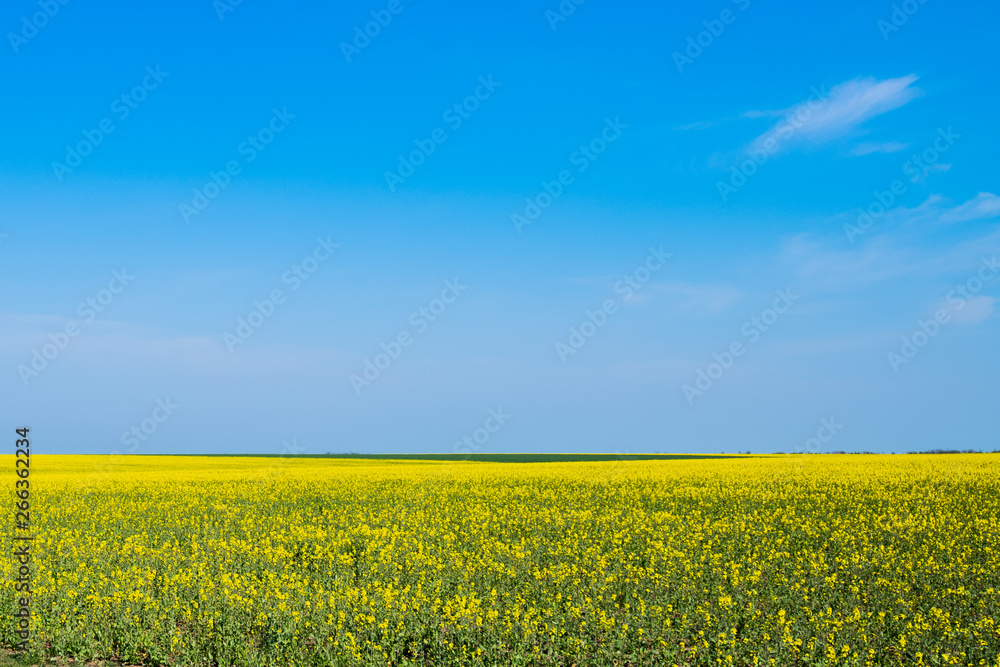 Blooming rapeseed field on a sunny day.  Yellow flower field on a sunny spring day.