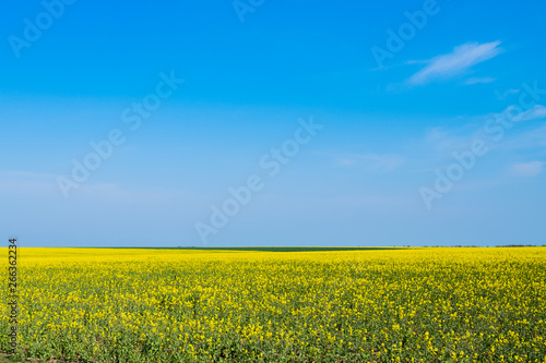 Blooming rapeseed field on a sunny day. Yellow flower field on a sunny spring day.