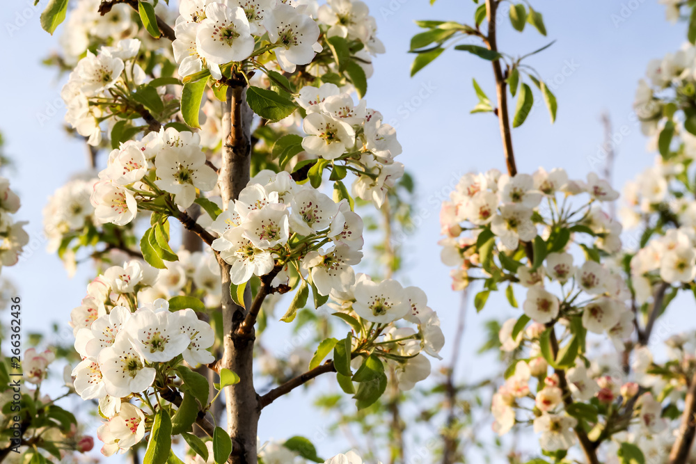 Blooming pear tree in the sunset rays Blooming pear tree in the sunset rays