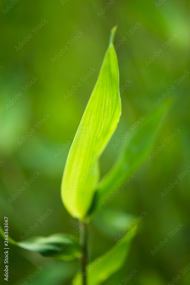 Bamboo Leaf Closeup