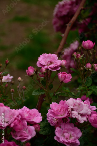 Entre rosas