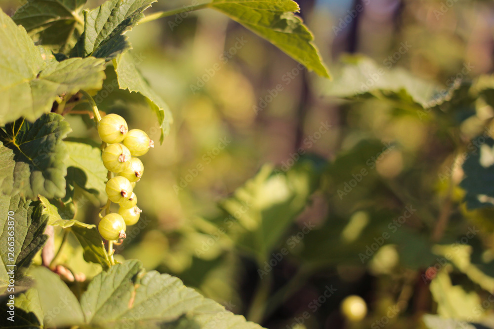 sunset light on not spelled black currants sunset light on not spelled black currants