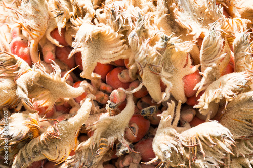 cycas revoluta seeds