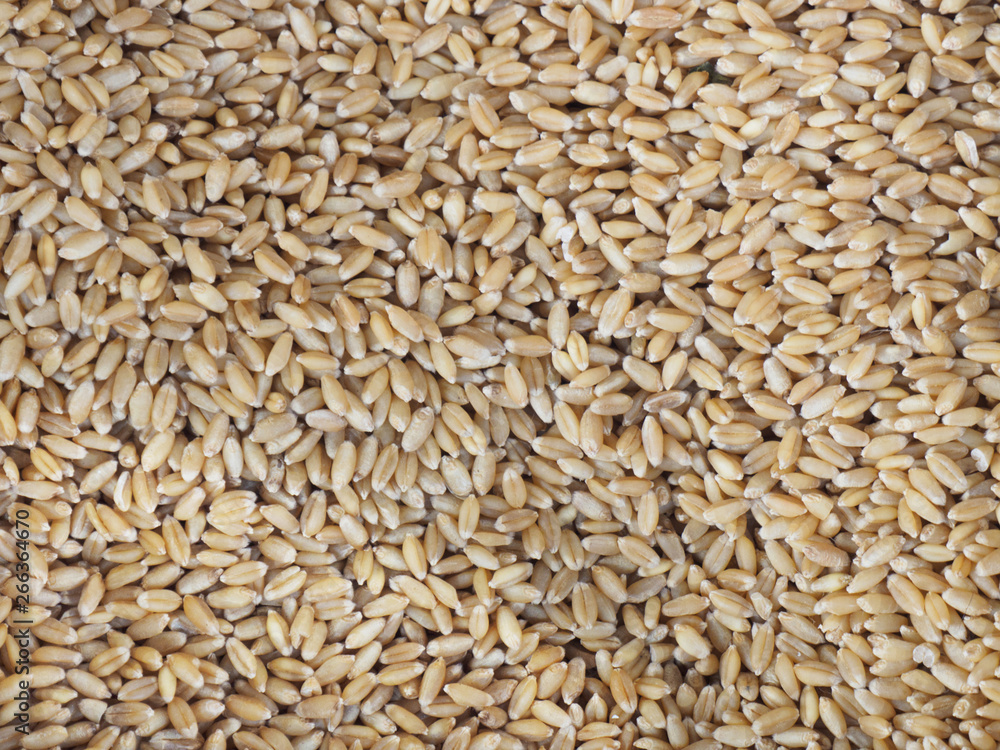 Sale in the market of yellow grains of wheat, Kochi, Kerala, India Sale in the market of yellow grains of wheat, Kochi, Kerala, India