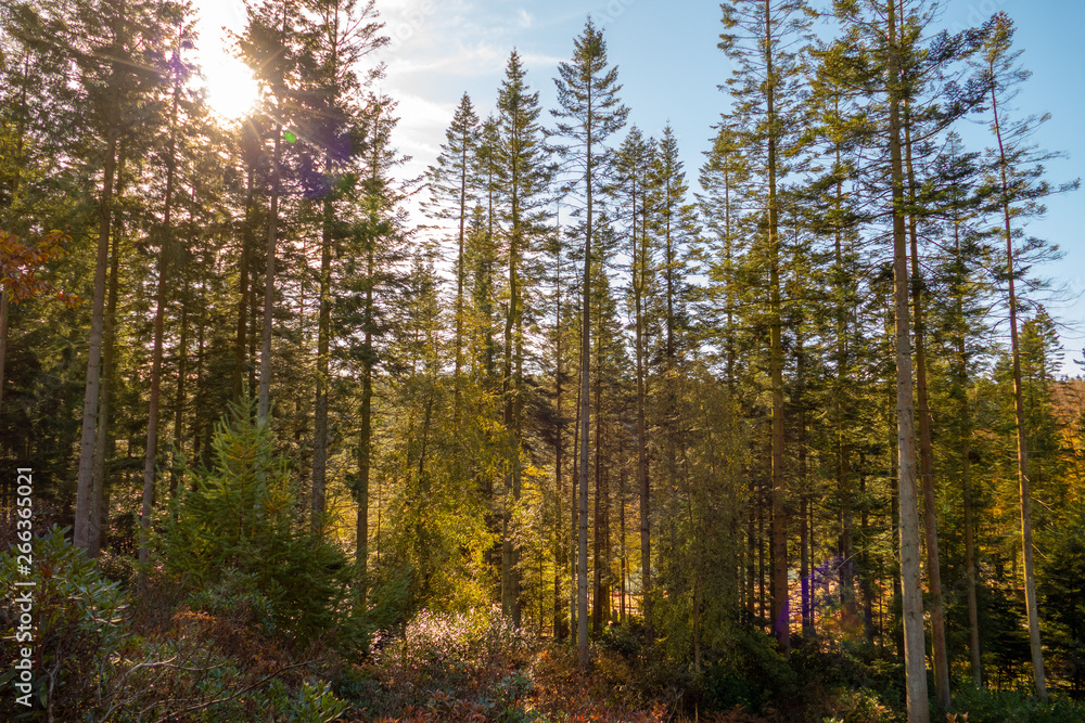 Forest Sunshine Forest Sunshine