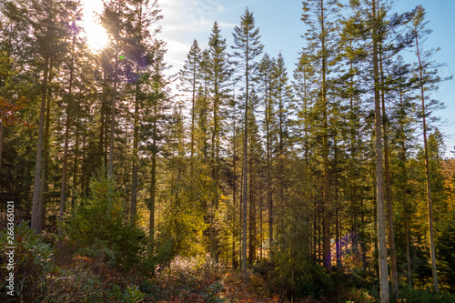 Forest Sunshine