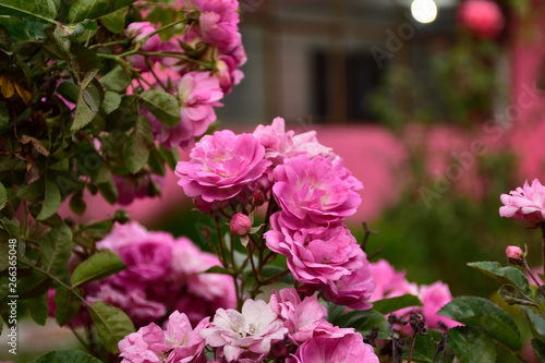 Jardín floral