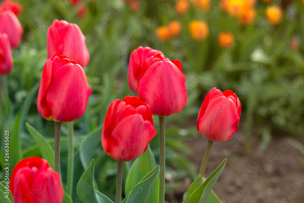 Fototapeta premium Tulips in the garden
