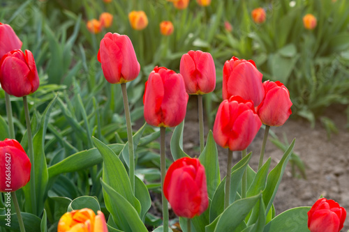 Tulips in the garden