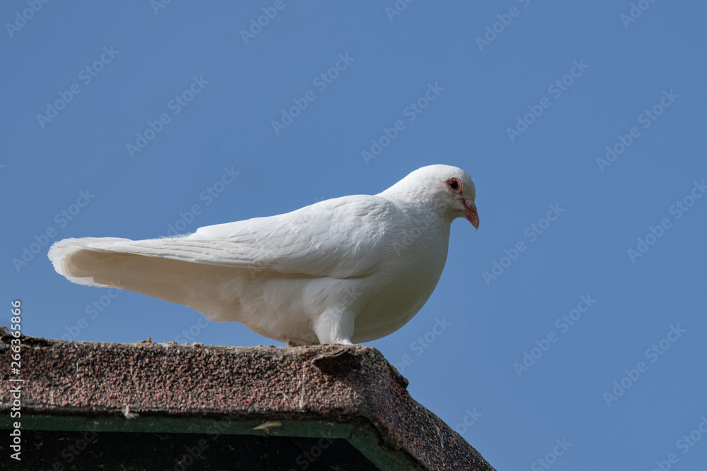 Pigeon. Dove. Beautiful pigeon close up. City birds. Pigeon. Dove. Beautiful pigeon close up. City birds.