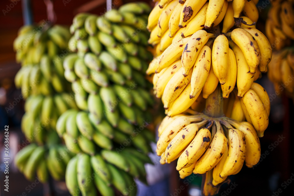 A large bundle of yellow and green bananas on a branch in a bundle, hanging on the market stall