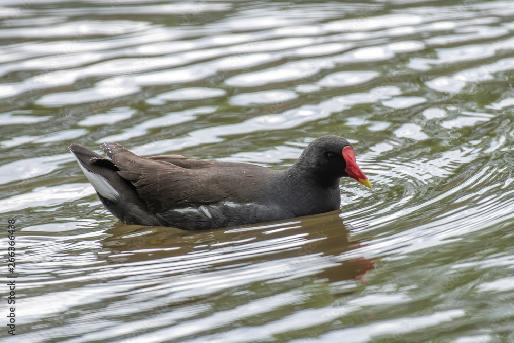 Close up of Eurasian common moorhen (Gallinula chloropus) Close up of Eurasian common moorhen (Gallinula chloropus)
