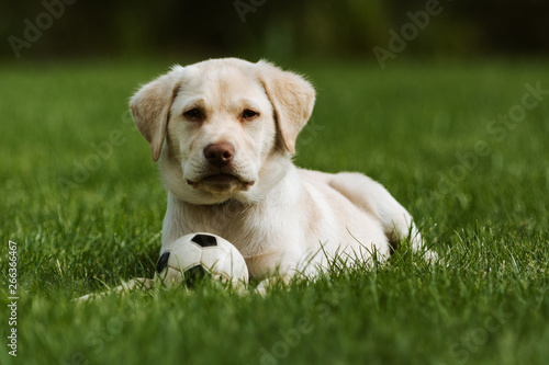 Labrador retriever dog in the gren grass